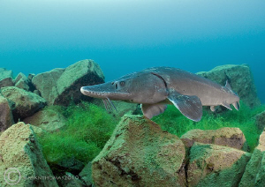 Sturgeon.
D3 15mm. by Mark Thomas 